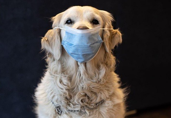 Hunde für Allergiker Hunde für Allergiker
