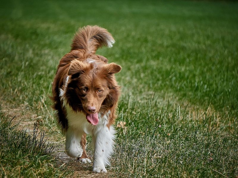 Australian Shepherd puppies for sale