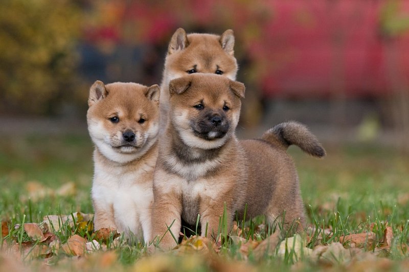 Shiba Inu Welpen zu verkaufen