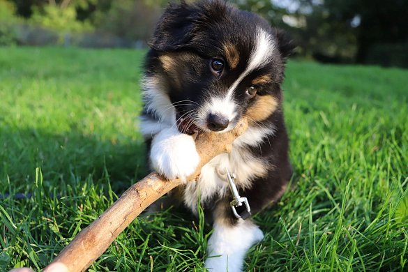 Über den Australian Shepherd