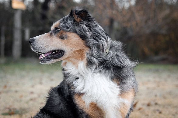 Charakter des Australian Shepherd