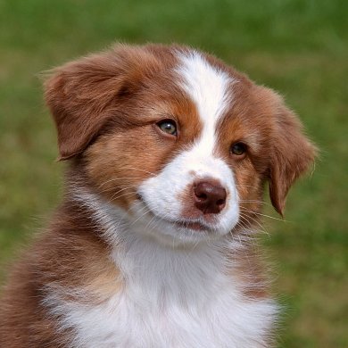 Arten von Australian Shepherds