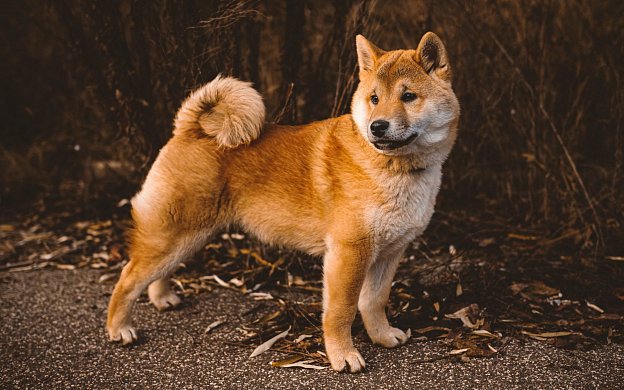 Über den Shiba-Inu