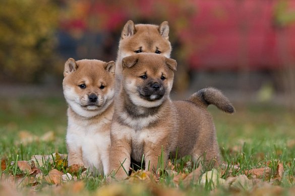 Charakter des Shiba-Inu
