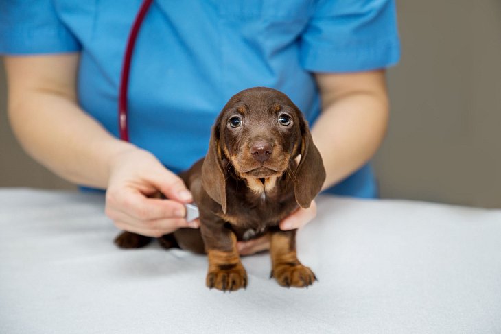 Aufsicht über Gesundheit und Tierschutz