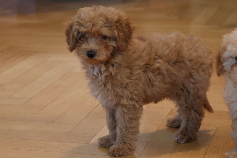 Cavapoo