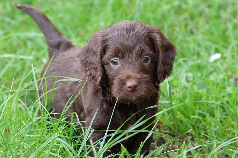 Cockapoo