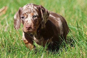 Dackel Schokobraun Merle B 3