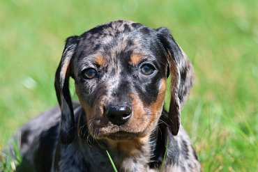 Dackel Schwarz Merle B 2
