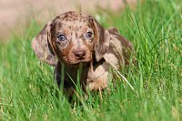 03-Cokomerle-fena-2-1200EUR-vrh-1.JPG.jpeg